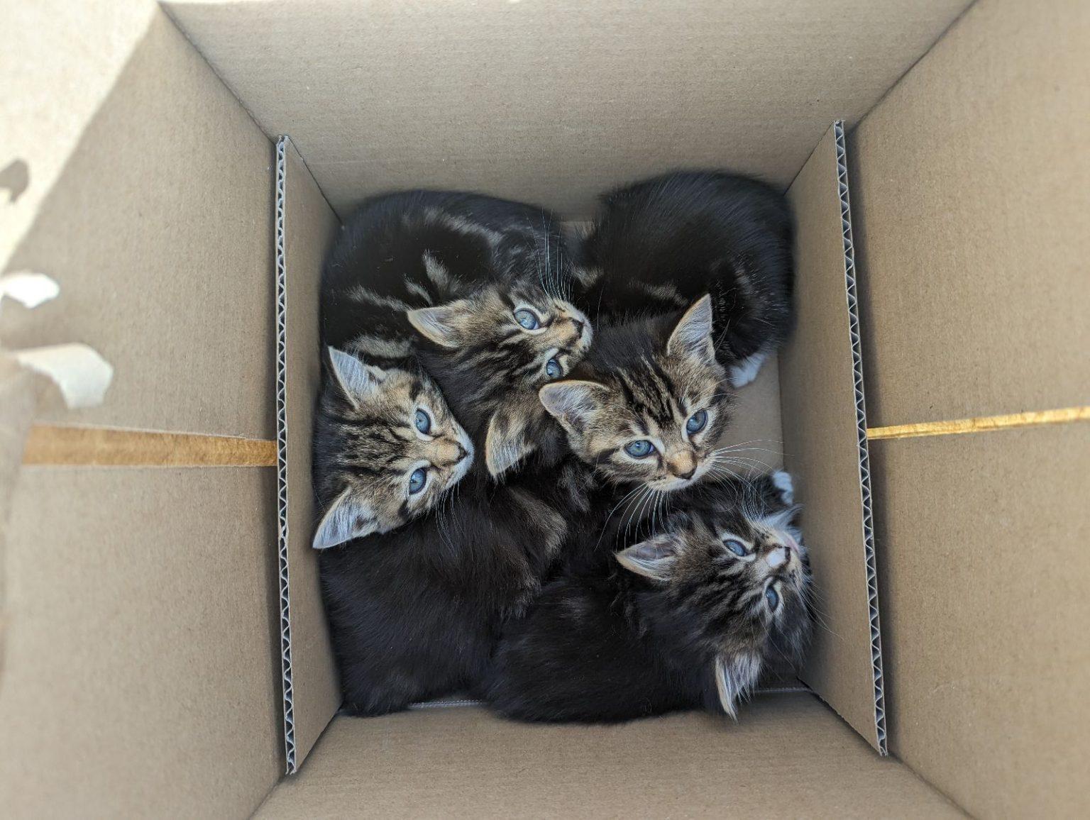 kittens
