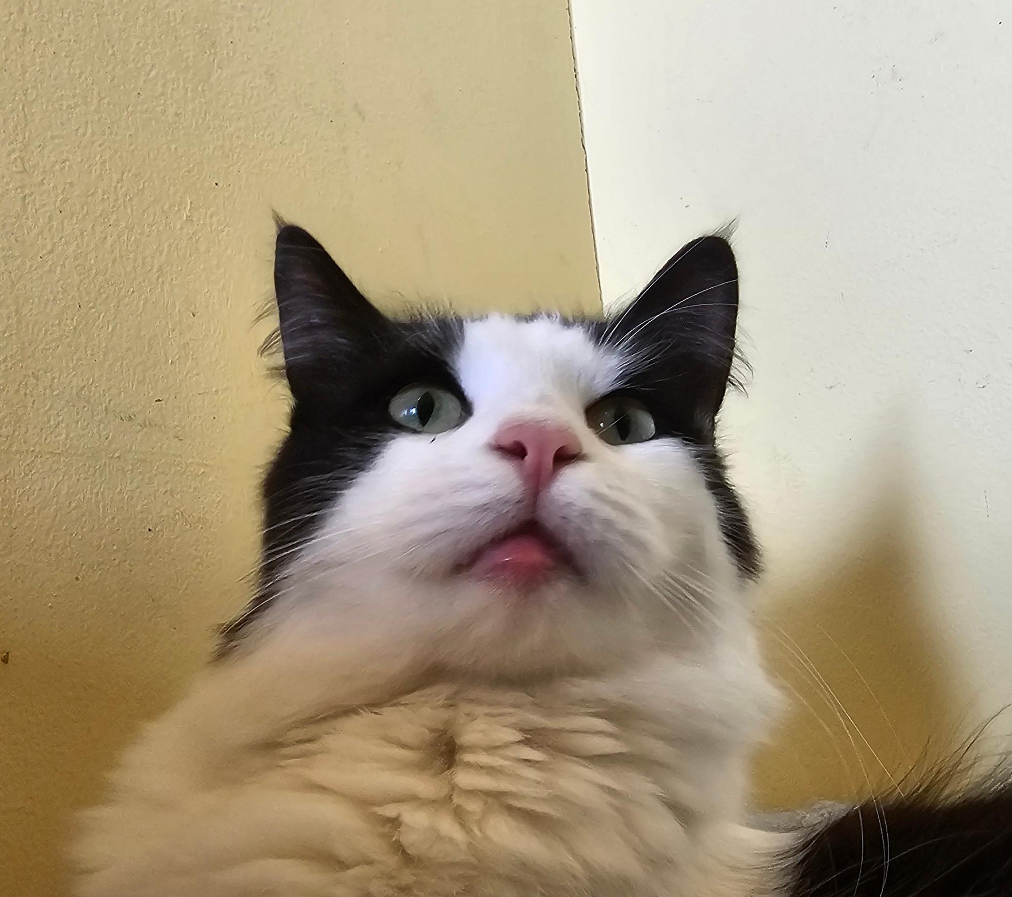 Derp