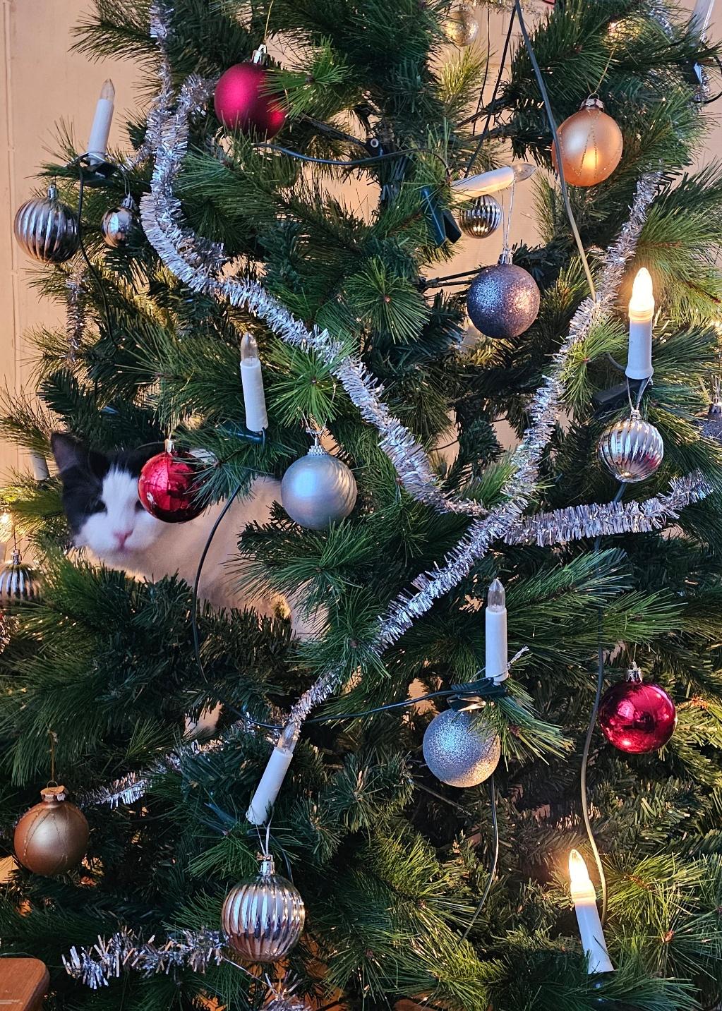 Rocyking around the Christmas tree