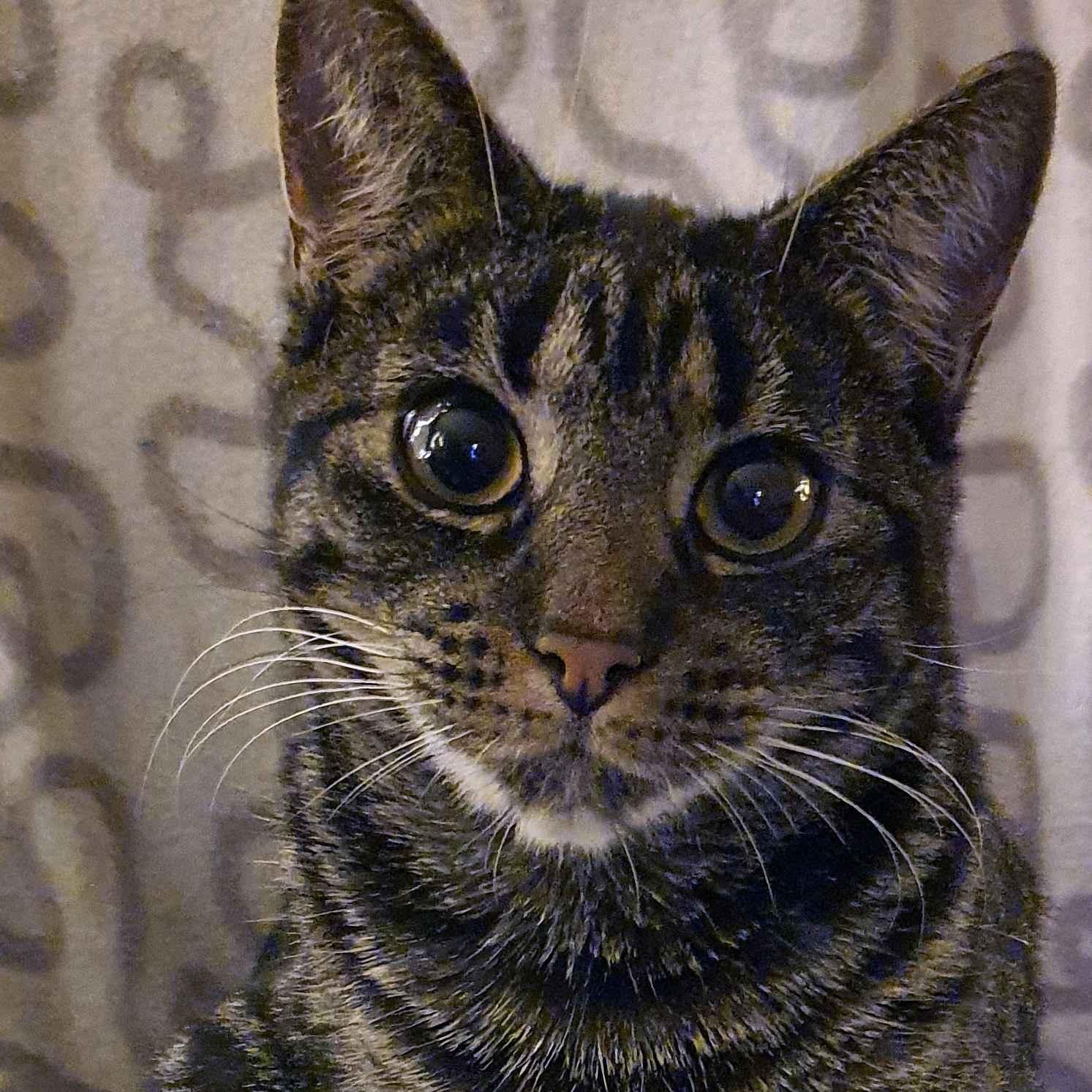 tigergutt