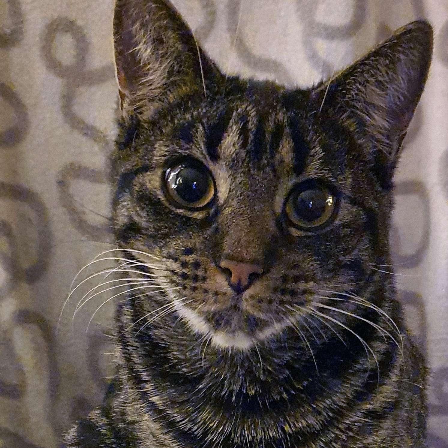 Tigergutt